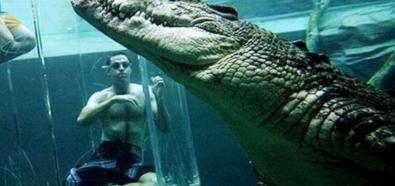 Pływanie z krokodylem
